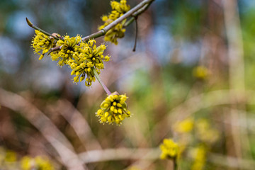 Beautiful yellow flowers on branch of carnelian cherry (Cornus mas, European dogwood, dogwood) on blurred background. Selective focus. Blooming spring landscape garden. Nature concept for design.