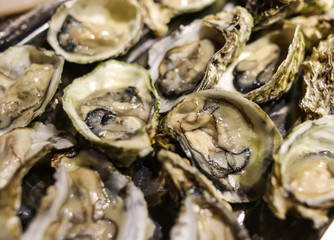 Sea oysters on the counter in a cafe.
