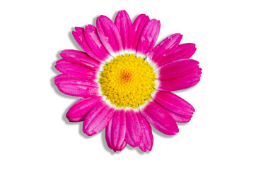 Pink flowers in a white patterned background