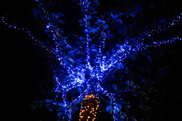 Glowing blue lanterns hang on trees in nature