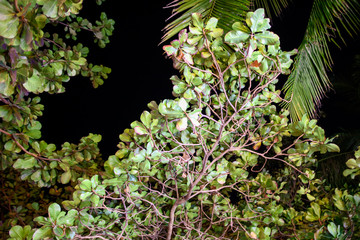 Green leaves of a tree on nature