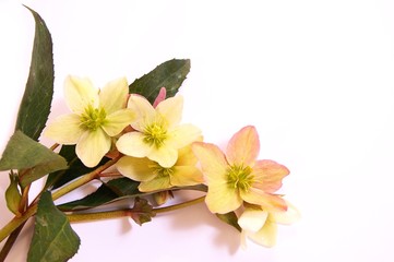 bunch of Hellebore flowers (Christmas rose) isolated on white background. Beautiful greeting card. Holidays concept. Copy space, top view