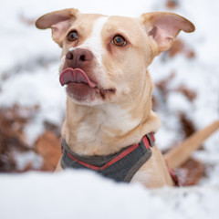 portrait of pitbull dog in snow with tongue out