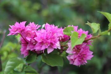 pink flower in the garden