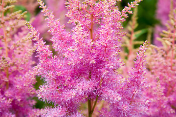 Pink flower close-up on the green backdrop