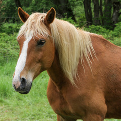  portrait of a horse with its blond mane