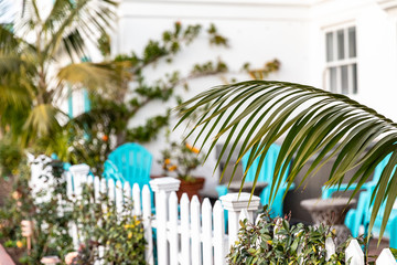 tropical yard view