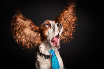 Portrait dog dog, pet, spaniel, animal, cute, puppy, brown, canine, cocker, mammal, white, breed,...