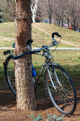 Vintage ten speed racing bicycle is locked to a tree in city park