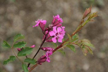  pink flowers with green leaves against a blurred background