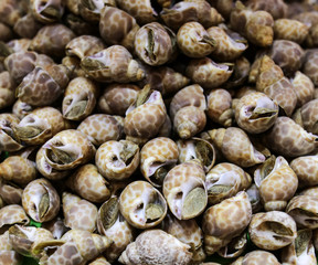 Seashells with a large and long body.