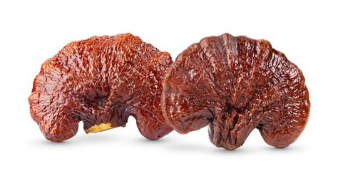 Lingzhi Mushroom Ganoderma Lucidum on white background