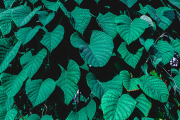 Fototapeta na wymiar closeup nature view of green leaf texture, dark wallpaper concept, nature background, tropical leaf