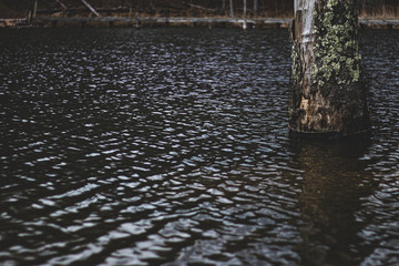 tree growing in pond water