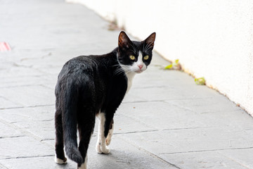gato preto e branco caminhando na calçada