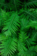 Fototapeta na wymiar abstract green fern leaf texture and water drop, dark blue tone nature background, tropical leaf