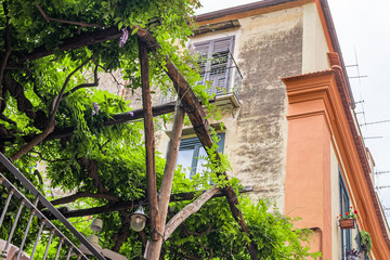 romantic green pergola with climbing plants