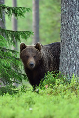 Brown bear looking from behind a tree in a taiga forest at summer evening. Wet fur. Rainy. Natural habitat. Nordic nature.