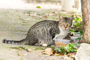 Gato rajado comendo ração na rua