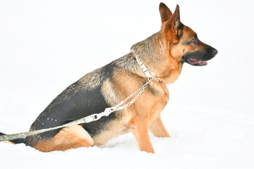 German Shepherd on a walk
