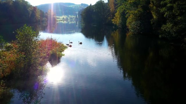 Flight over swan family on a lake with sun reflection in autumn
