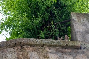 old wall and pot with big cactus and two kiitens