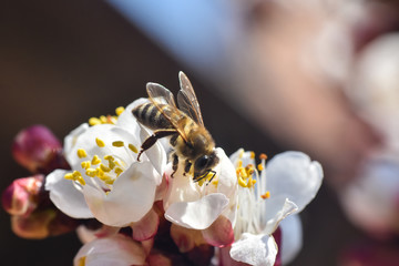 Honey bee pollinating first spring buds. Spring background Honey bee on blooming tree