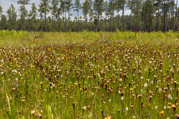 Sarracenia alata im Stone County, Mississippi