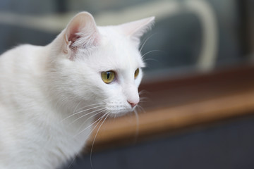 portrait of white female home cat close up with copy space
