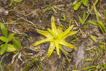 Pinguicula im Stone County, Mississippi, USA