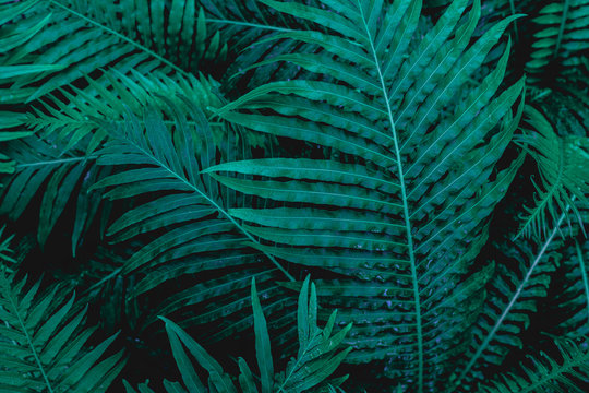 abstract green fern leaf texture and water drop, dark blue tone nature background, tropical leaf