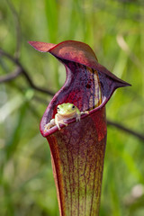 Baumfrosch (Hyla sp.) in Sarracenia alata, Stone County, Mississippi, USA