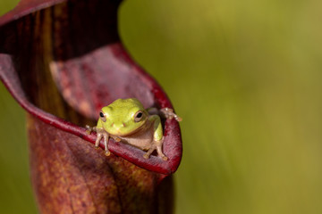 Baumfrosch (Hyla sp.) in Sarracenia alata, Stone County, Mississippi, USA