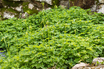 Fototapeta premium Drops of dew on the leaves of green grass with blooming flowers in the early morning in the rays of the rising sun