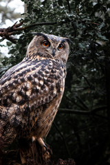 Owl