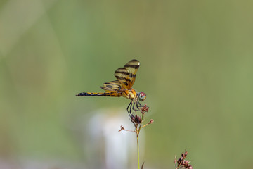 Libelle im Stone County, Mississippi, USA