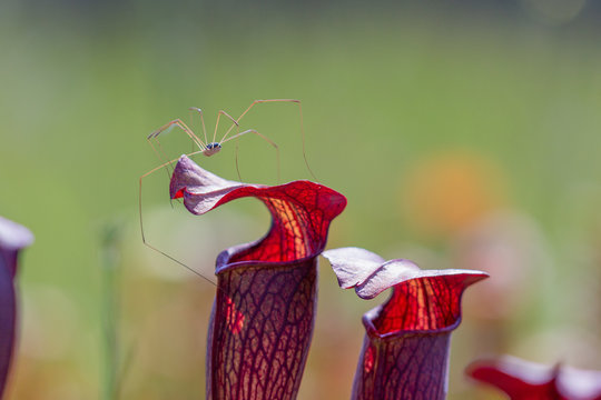 Weberknecht auf Sarracenia alata, Stone County, Mississippi, USA
