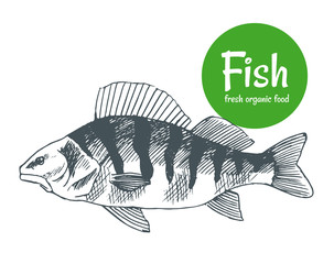 Hand drawn vector fish. Fish and seafood products store poster. Sea food fishery and ocean fishing catch. Can use as restaurant fish menu or fishing club banner
