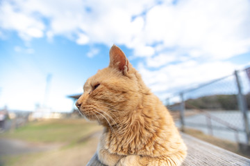 公園の猫