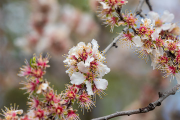White  flowers on a flowering branch of almond tree in the old district of Jerusalem city in Israel