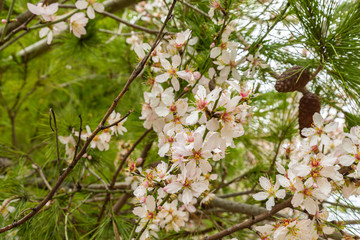 White flowers on a flowering branch of almond tree in the old district of Jerusalem city in Israel