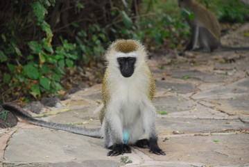 Vervet Monkey on a sidewalk