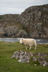 Obraz na płótnie Canvas sheeps in scottish highlands at coast