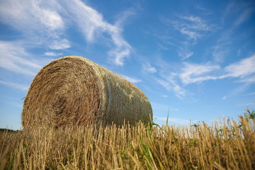 rolled golden haystack on the field in autumn