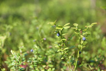 blueberries is on the bushes close up in the forest