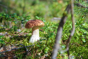 edible mushroom boletus close up is on the moss in forest