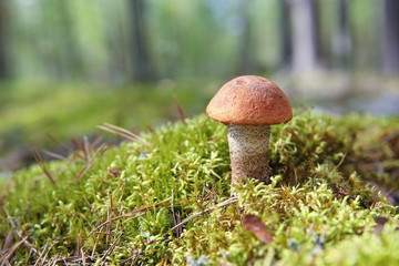 edible mushroom boletus close up is on the moss in forest