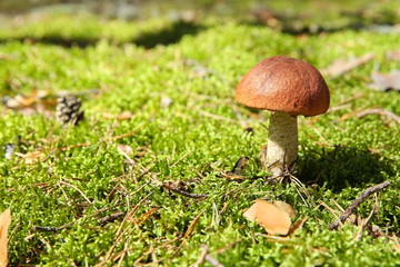edible mushroom boletus close up is on the moss in forest