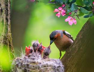 songbird male Finch feeds its hungry Chicks in a nest in a spring blooming garden