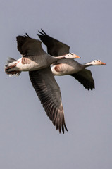 two spot billed ducks flying in the sky
